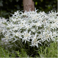 Blossom of the Snow Edelweiss