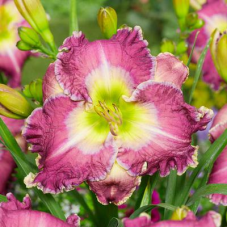 Daylily Ring the Bells of Heaven