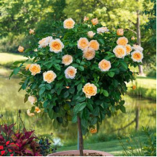 Edith's Darling Tree Rose