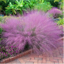 Pink Muhly Grass