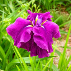 Good Omen Japanese Iris