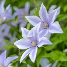 Clematis Sugar Sweet Blue